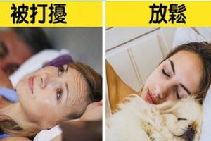 該放生男友自己睡了？　研究證實：女生「跟狗睡」比跟另一半品質更好