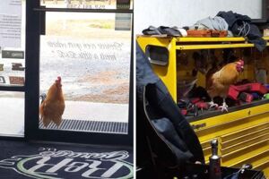 修車工好心餵食「門外流浪雞」　牠超感恩：在店裡打工回報你！