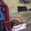 只有三條腿的流浪狗睡在鞋盒裡淋雨，等了五個月才有人幫助牠！ 