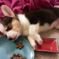 「飯吃一半就睡著惹～」9組「睡在飯上」的貓貓狗狗照片....每一張都讓人融化啦！ 