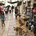 同時帶13隻黃金獵犬去散步是怎樣的體驗？土耳其老船長走到哪都有人停下來拍照！ 
