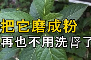 把它磨成粉 以後再也不用洗腎了 糖尿病毒也不見了 