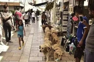 同時帶13隻黃金獵犬去散步是怎樣的體驗？土耳其老船長走到哪都有人停下來拍照！ 