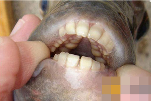 这年头鱼的牙都长成这样了？！
