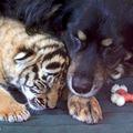 狗狗竟然能當小老虎的爸爸！牠慈祥照顧小老虎的樣子....真的讓人眼睛狂噴愛心！