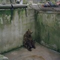 一隻熊孤零零的靠在水泥牆上發獃，動物園內無聊的生活讓它悲傷 