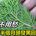 白髮不用愁，堅持用半個月頭發黑就回來了！ 