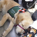 「累到嘴巴纏著繩子也不知道...」這些訓練完疲累睡去的導盲犬照片...每一張都讓人感動到哭！ 