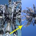 網友潛水時拍到「一團揮舞的羽毛」，靠近一看原來是……太美了！