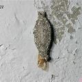 你是否在家裡看過這個「像灰塵的蟲」呢？它其實是非常噁心的害蟲！如果在你家牆角看見它，就代表家裡已經出現「這個」問題了．．