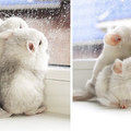 你不知道栗鼠？看完這些栗鼠寶寶的照片保證你的心融化！要不記住都不行！