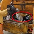 不知道已被丟棄，狗狗無助地坐在「垃圾車」內...聽完主人遺棄的理由讓人超生氣！