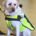 導盲犬經常被路人「用雨傘惡意打傷」，主人在導盲犬身上安裝攝影機後，才知道人類有多冷血！