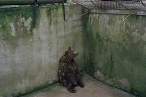 一隻熊孤零零的靠在水泥牆上發獃，動物園內無聊的生活讓它悲傷 