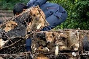 願這些待宰的狗狗，下輩子不再生在韓國，太可憐了