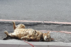 車禍？新北蘆洲國小旁一隻貓咪昏倒在馬路旁...走上前關注後瞬間笑噴！