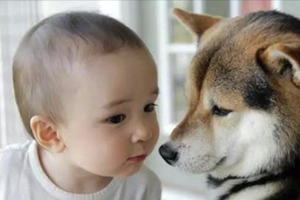 為什麼狗狗會用舌頭舔你的臉？真相太讓人心疼！不要再嫌牠們的口水髒了！ 