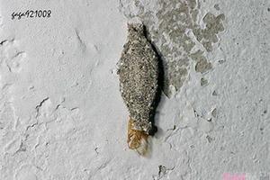 你是否在家裡看過這個「像灰塵的蟲」呢？它其實是非常噁心的害蟲！如果在你家牆角看見它，就代表家裡已經出現「這個」問題了．．