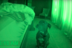 拔拔架設夜間攝影機偷拍狗狗早上五點的行為，拍到的畫面讓人覺得驚訝又好笑！