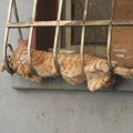 ［趣圖］20 幅照片證明︰貓咪不論何時何地都能睡覺