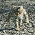 日本最霸氣的貓，氣場強大到讓人無法靠近！