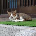 日本網友組織「誰拍貓拍得最爛」比賽，醜到都接受不了啦！