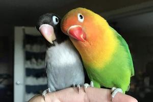 彩色與黑白鸚鵡生下的四隻鳥寶寶會是什麼顏色？也太可愛了
