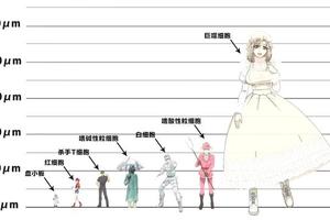 日本網友繪製《工作細胞》登場角色真實大小，巨噬細胞原來這麼大