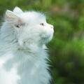 養貓就養中華田園大白貓，很仙很美，你喜歡嗎？