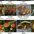 哈爾濱一家人食用野蘑菇後急性肝中毒！附圖：東北地區常見毒蘑菇
