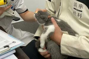 當首批城市伴侶動物進入暮年，「寵物協和」腫瘤醫生看到這些