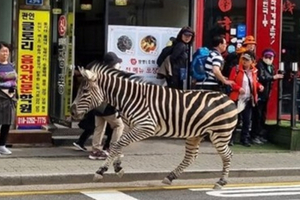 不只狒狒逃跑！斑馬大脫逃畫面瘋傳　背後有傷心故事