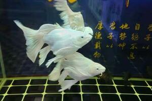 為什麼說有些觀賞魚需要適度驚嚇，這樣做對於養魚又有什麼好處？