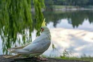 鸚鵡界說話能力排行榜