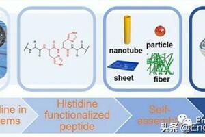 組氨酸功能肽的自組裝策略及其多功能應用