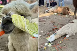 連假遊客狂餵!草泥馬吃太撐「翻白眼」倒地 動物園緊急發聲了 連假遊客狂餵!草泥馬吃太撐「翻白眼」倒地 動物園緊急發聲了