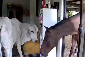 影/寵物狗開門「讓牛馬進屋玩」 主人衝回家表情絕了 影/寵物狗開門「讓牛馬進屋玩」 主人衝回家表情絕了