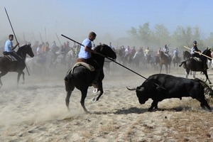 反虐待 西班牙鬥牛活動有望絕跡