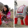 印度北部面臨酷寒，愛心志工卯力為「獲救大象編織巨型毛衣」保護牠們免於受寒！