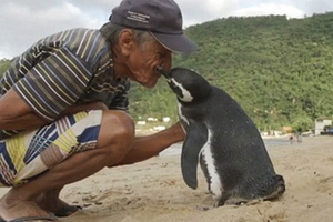 爺爺將瀕死小企鵝治療好之後放回大海，結果沒想到幾個月後走在沙灘上竟看到了「令他完全不敢置信的一幕」！