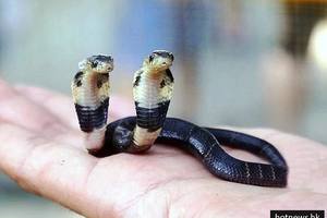 中國誕生這條罕見的「雙頭蛇」，看到兩個頭想「各走各的路」的模樣實在太可愛啦！