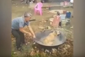 中國人吃狗肉，竟將狗兒活生生烹煮（影片慎入）