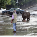 洪水來了……老虎、獅子、連河馬都上街遊盪了！！！！！