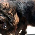 世界上最兇猛的狗排名，藏獒第二，最後一個被多國禁止飼養！