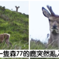 20張「最丑表情被攝影師拍下，大家都笑到超內疚」的動物爆笑瞬間照片！