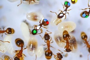  要像螞蟻一樣勤奮？昆蟲學家打臉：至少40%整天都在裝忙…有輪流也有「全職耍廢工」