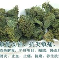 三七花泡水喝的副作用 喝它要注意這些