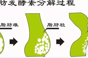 酵素对人体的重大作用