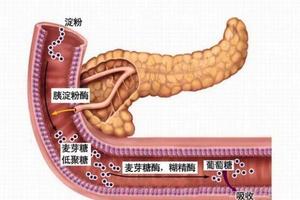 多吃抗性淀粉可以减重，糖尿病人也适合？