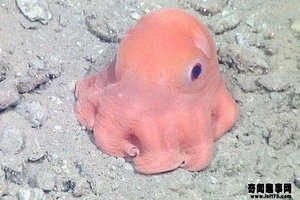 生物學家發現史上最萌章魚 實在太萌了